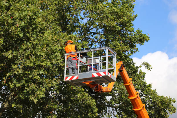  Groesbeck, TX Tree Care Services Pros